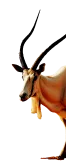 donate-image
